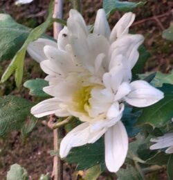 Fiore Bianco 250x261