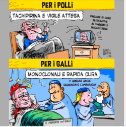 Galli 1 250x252