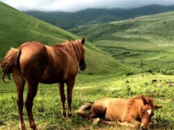 In Memoria di un Fratello Amato, Lettera dall'Armenia. La Vita dopo la Vita. Armenia Cavalli Tavush 250x188
