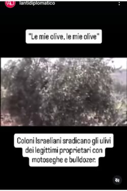 Olive Coloni 250x376