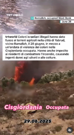 Ramallah Incendi Coloni 250x451