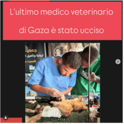 Veterinario Gaza 250x250